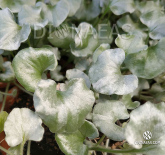 Dichondra Argentea Silver Falls