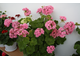 Swanland Pink / Australien Pink Rosebud - пеларгония розебудная (розоцветная) - купить в Перми