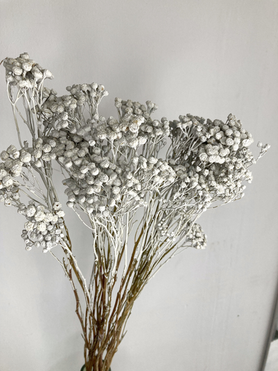 Пижма серая