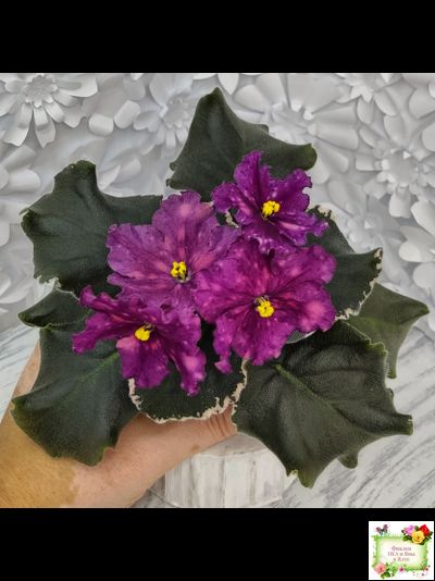 ВаТ-Калейдоскоп (Т. Валькова) 2015 г.