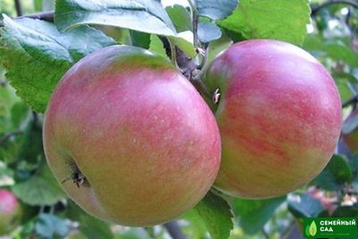 Яблоня "Приземленное"  (карлик)