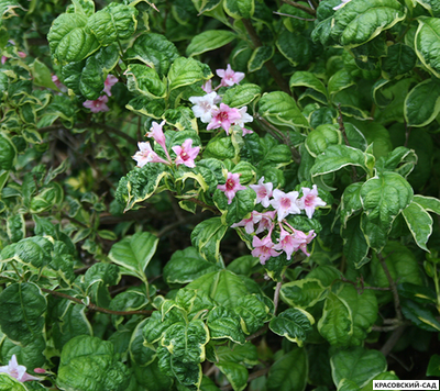 Вейгела Карикатура - Caricature