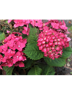 Гортензия крупнолистная Лихтфайр (Hydrangea macrophylla Leuchtfeuer)