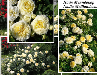 Галерея - Nadia Meillandecor (MEIbalneo, Nadia Meillandeco) - Энциклопедия роз