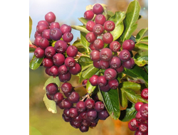 Рябина, черенки