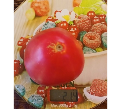 Томат Бычье сердце Ким времен гражданской войны, Kim’s Civil War Oxheart (США)