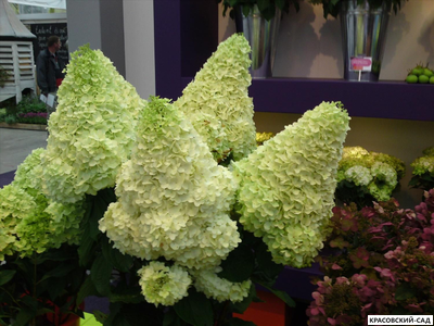 Гортензия Мэджикл Мунлайт - Magical Moonlight