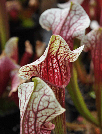 Sarracenia Eva