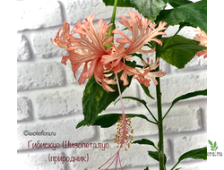 Гибискус Schizopetalus