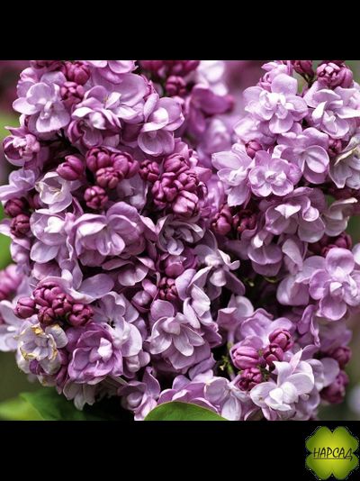 СИРЕНЬ &quot;ГЕНЕРАЛ ПЕРШИНГ&quot; (раскидистый куст) саженец 80 см