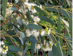 Эвкалипт шаровидный (Eucalyptus globulus) (5 мл) - 100% натуральное эфирное масло