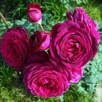 Иоганн Вольфганг Фон Гете  (Johann Wolfgang von Goethe) роза , ЗКС