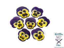 Виола обезвоженная Northern butterfly - Северная бабочка (плоская), 5 шт