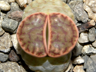 Lithops bromfieldii PV980 (Чехия) - 10 семян