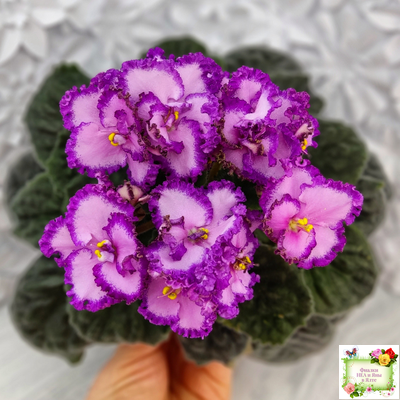 Lyon's Pirate's Treasure (S. Sorano) (8529) 11/09/1996