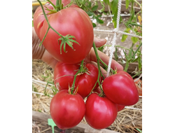 Томат Тайные сокровища вечности (Hidden Treasures of A Timeless)