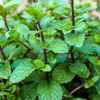Мята перечная (Mentha piperita) Египет, 5 мл - 100% натуральное эфирное масло