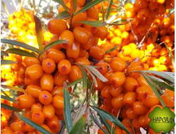 Облепиха женская "ИНЯ" (бесшипая, очень вкусная)