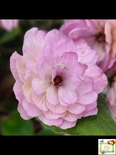 Lituanika (Būtienė) трейлер