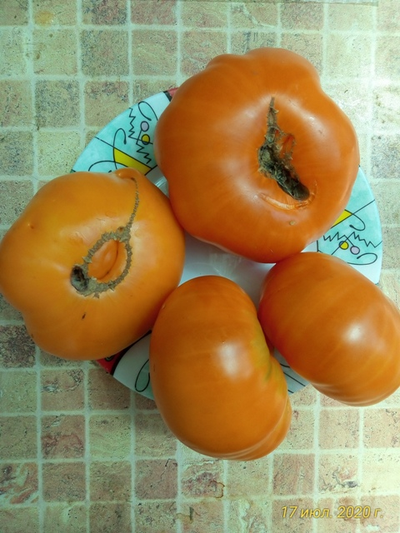 Томат Мясной завтрак (Meat Breakfast)