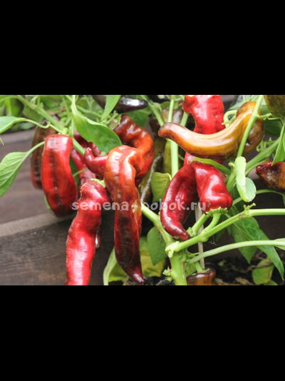 Перец сладкий Marconi Purple (Маркони фиолетовый), 10 шт.