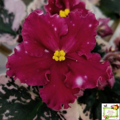 Rivermist Zeeva (J. Baker) (лист с детками укоренённый)