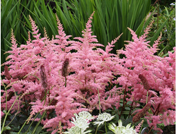 Астильба Арендса Bressingem Beauty, C2