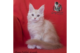 Волгоградский питомник Мейн кунов GangsterCat. Сайт: www.gangstercat.ru Тел: +7 (917) 335-09-66 (WhatsApp, Viber, Telegram), Татьяна.