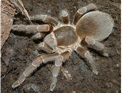 Acanthoscurria insubtilis