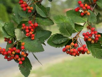 Рябина промежуточная