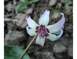 Erythronium hendersonii