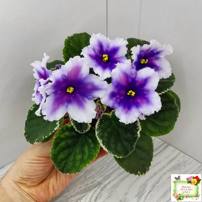 РС-Успех (С.Репкина) 2019 г.