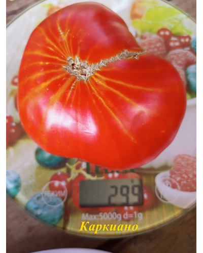 Томат Каркиано (Karkiano), Испания