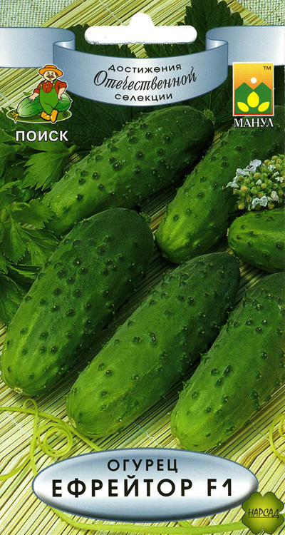 ОГУРЕЦ "ЕФРЕЙТОР F1" (не требует опыления, ВКУСНЫЙ САЛАТНЫЙ)