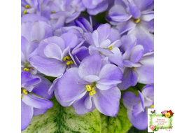 Rob's Wascally Wabbit (R. Robinson) (лист укоренённый)