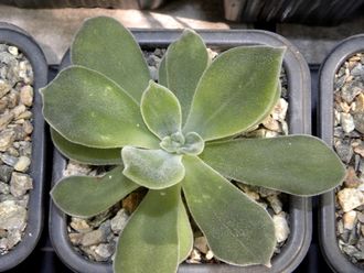 Echeveria pulvinata (3 листочка)