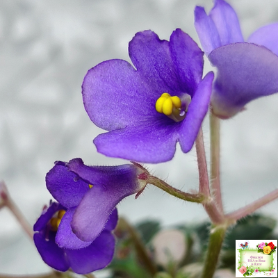 Н-Синий Лён (Н. Бердникова) 2015 г. трейлер