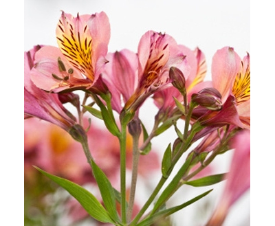 "Лист альстромерии" силиконовый молд (вайнер)