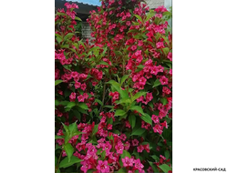 Вейгела цветущая Танго фото в ландшафте красовский-сад.рф
