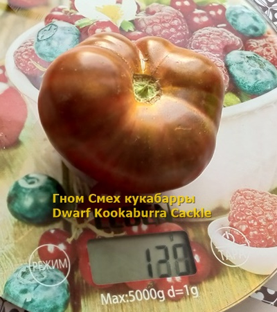 Томат Гном Смех Кукабарры (Dwarf Kookaburra Cackle)