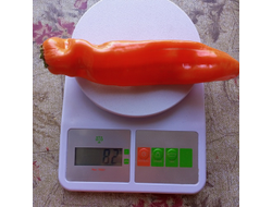 Перец сладкий Оранжевый длинный голландец