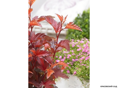 Пузыреплодник калинолистный Литтл Энджел