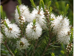 Чайное дерево (Melaleuca alternifolia), листья (5 мл) - 100% натуральное эфирное масло