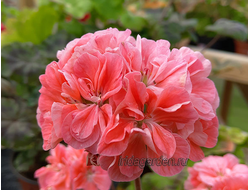 Пеларгония Ирида Барышня Крестьянка