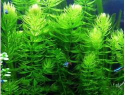 Ceratophyllum demersum