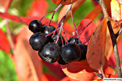 Арония черноплодная - Arónia melanocárpa