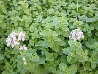 Майоран сладкий (Origanum majorana) листья (30 мл) - 100% натуральное эфирное масло