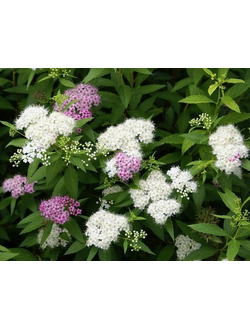 Спирея японская Genpei