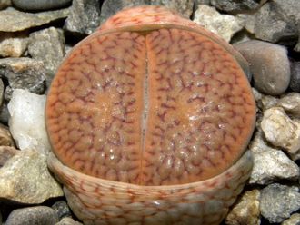 Lithops schwantesii 'triebneri' C143B (MG) - 10 семян