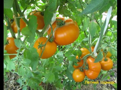 Томат Летний абрикос (Болгария)